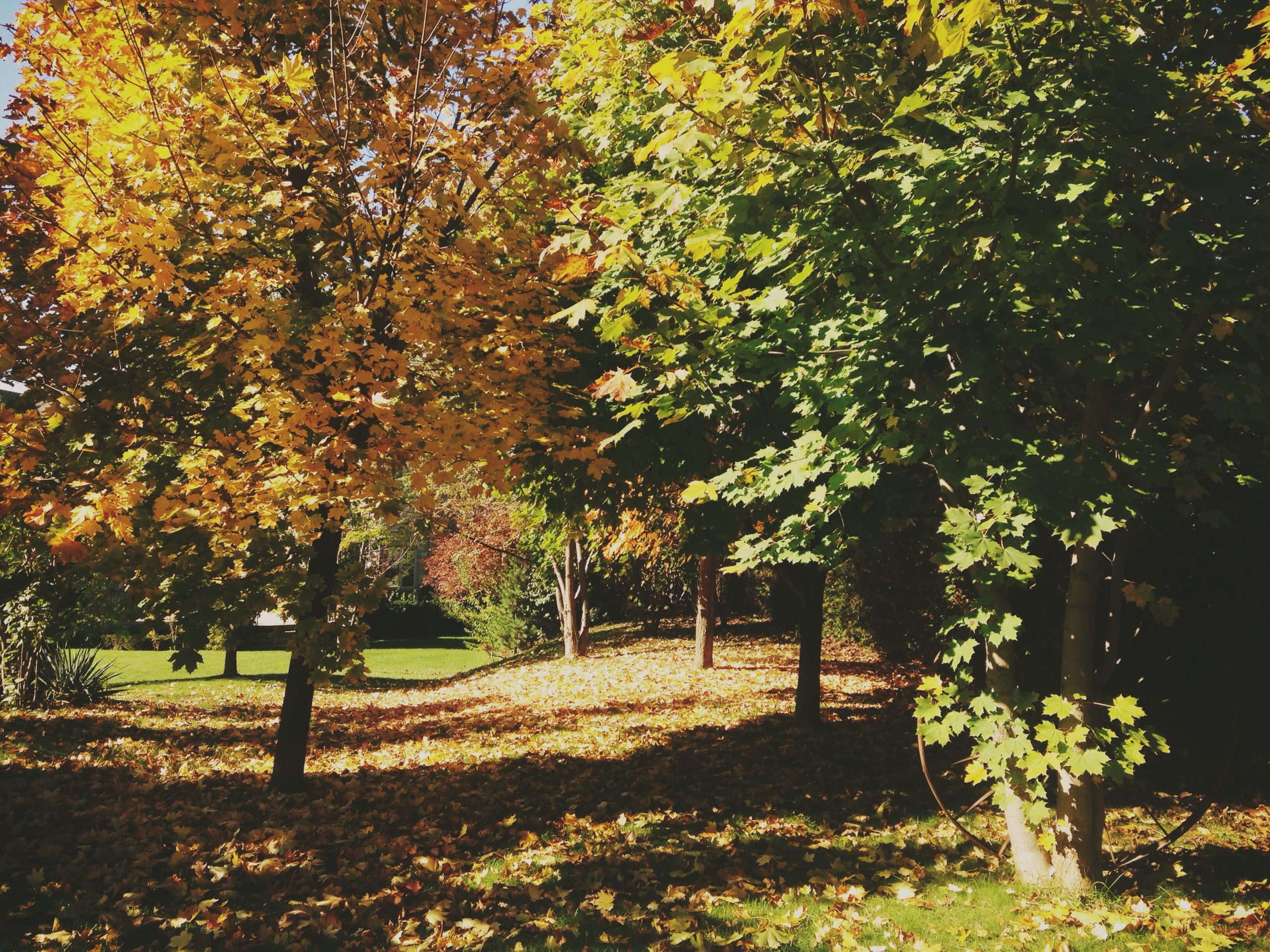 Autumn in Kleinburg